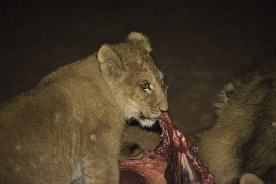 Lion (Panthera leo), feeding, Namibia