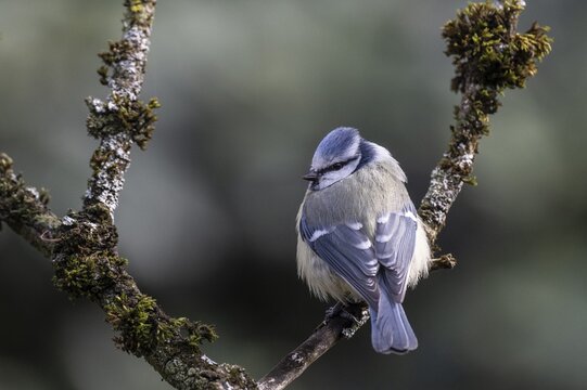 Blue tit (Parus caerulea), Emsland, Lower Saxony, Germany
