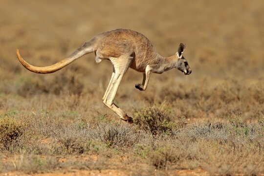 Red kangaroo (Macropus rufus), adult, jumping, Sturt National Park, New South Wales, Australia