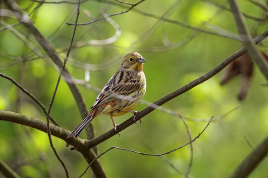 Yellowhammer perched on a branch ( Emberiza citrinella).