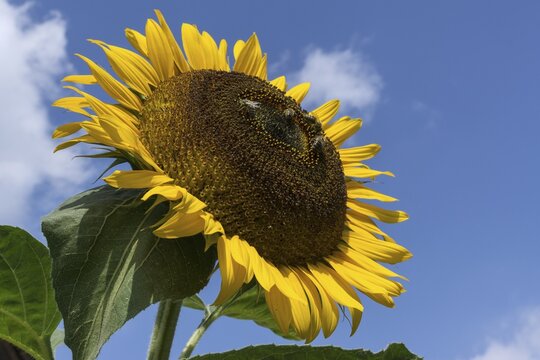 Sunflower (Helianthus annuus), bees collecting nectar, Bavaria, Germany