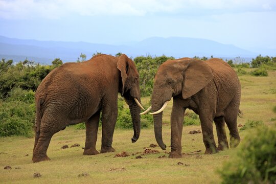 African Elephants (Loxodonta africana), two adult males posturing, Addo Elephant National Park, Eastern Cape, South Africa