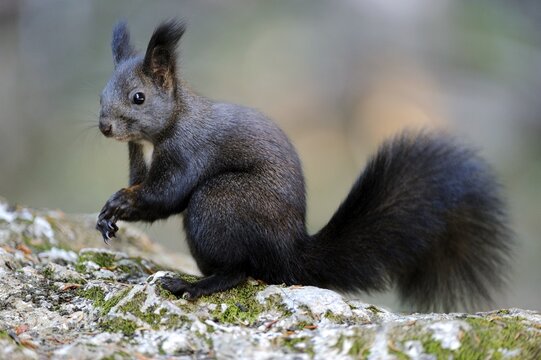 Squirrel (Sciurus vulgaris)