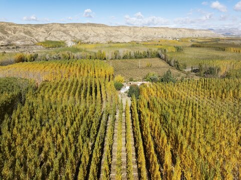 European Aspen (Populus tremula) in autumnal colours. Cultivated for timber. Aerial view. Drone shot. Granada province, Andalusia, Spain