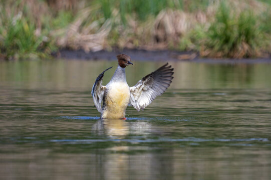 Merganser duck in the water, female