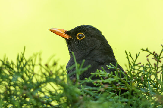 blackbird on a grass