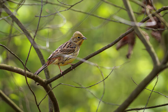 Yellowhammer perched on a branch ( Emberiza citrinella).
