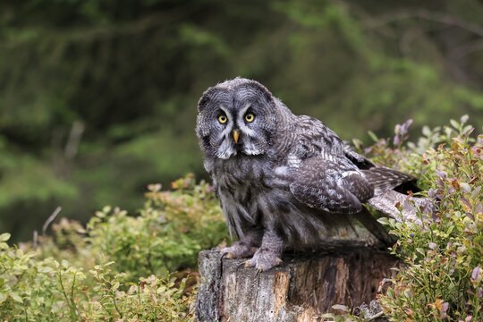 Great grey owl (Strix nebulosa), adult on lookout, Kasselburg Vulkaneifel, Germany