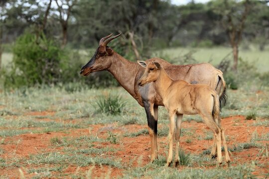 Tsessebe (Damaliscus lunatus), lyrebird, crescent moon antelope, adult, female, juvenile, Mokala National Park, Northern Cape, South Africa