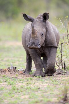 White rhinoceros (Ceratotherium simum), half adult young animal, walking, pachyderm, Kruger National Park, South Africa