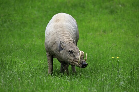 North sulawesi babirusa (Babyrousa celebensis), adult, male, foraging, captive, Sulawesi