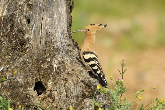 Hoopoe (Upupa epops), sitting on an old olive tree