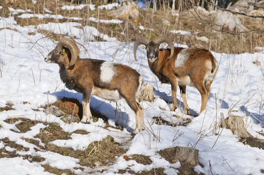 Mouflons (Ovis orientalis musimon), Hohe Wand, Lower Austria