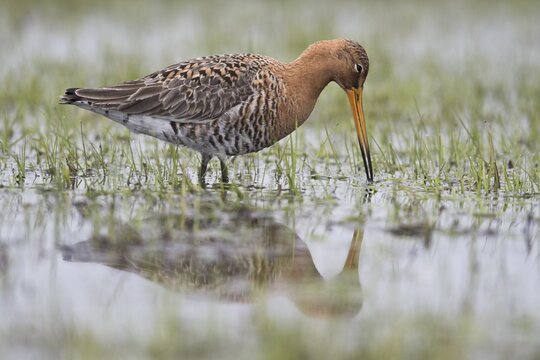 Black-tailed godwit (Limosa limosa), running in wet meadow, Lower Saxony, Germany