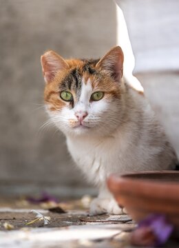 Cat with green eyes looking out, Paros, Cyclades, Aegean Sea, Greece
