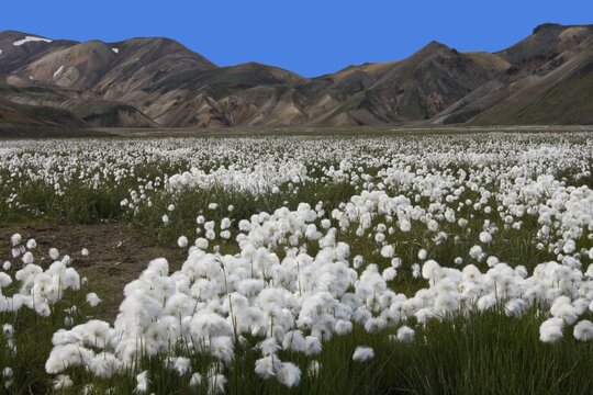 Cottongrass (Eriophorum) meadow and rhyolite mountains, Landmannalaugar-Hrafntinnusker, Fjallabak Nature Reserve, Highlands, Iceland