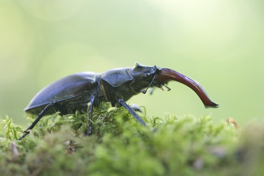 Stag beetle (Lucanus cervus) on moss, Emsland, Lower Saxony, Germany