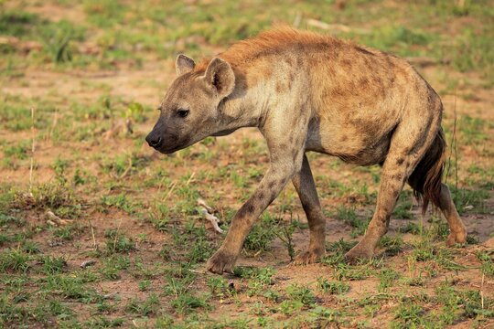 Spotted hyena (Crocuta crocuta), adult stalking, alert, Kruger National Park, South Africa