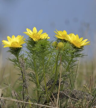 Adonis flowers (Adonis), Triestingtal valley, Lower Austria, Austria, Europe