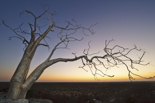 Moringa trees (Moringa ovalifolia) after sunset in Halali, Etosha National Park, Namibia, Africa