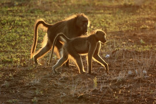 Chacma baboons (Papio ursinus), animal pair backlit at sunset, Kruger National Park, South Africa