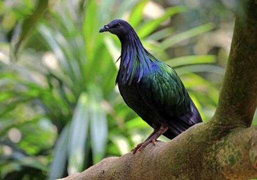 Nicobar Pigeon (Caloenas nicobarica), adult on tree, captive