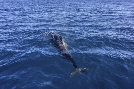 Long-finned pilot whale (Globicephala melas), Valle Gran Rey, La Gomera, Spain