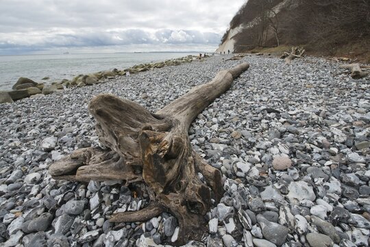 Driftwood, chalk coast, Jasmund National Park, Ruegen, Mecklenburg-Western Pomerania, Germany