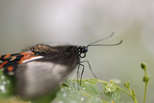 Swallowtail with fluttering wings, Swallowtail family, Papilio rumanzovia, Papilionidae