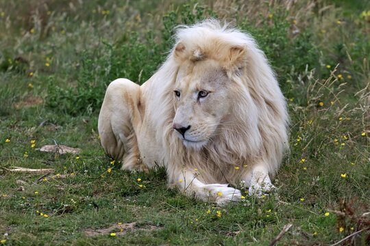 Lion (Panthera leo), adult male, white lion, colour mutation, native to Africa, captive, England, United Kingdom
