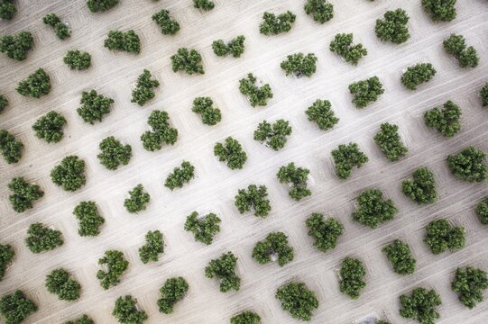 Cultivated olive trees (Olea europaea), aerial view, drone shot, C&oacute;rdoba province, Andalusia, Spain