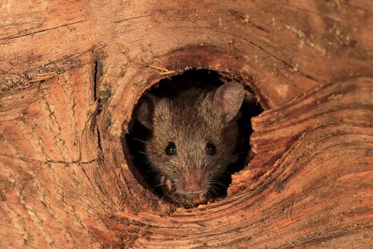 House mouse (Mus musculus), adult, looks out of knothole, watchful, curious, interested, cute, animal portrait, Germany