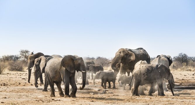 Herd of African Bush Elephants (Loxodonta africana), Tsumcor Waterhole, Etosha National Park, Namibia
