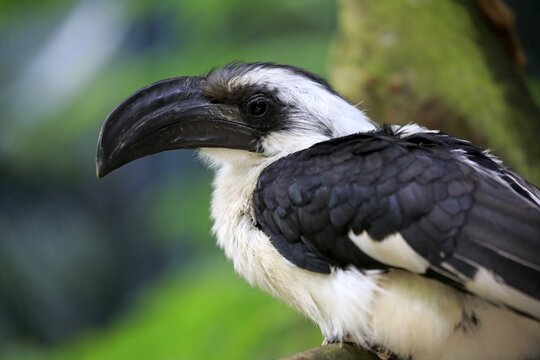Von der Decken's hornbill, (Tockus deckeni), adult, female, portrait, East Africa, Africa