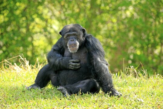 Chimpanzee (Pan troglodytes troglodytes), male, captive, Miami, Florida, USA