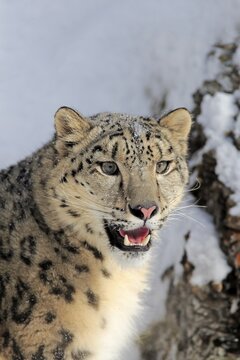 Snow leopard, (Uncia uncia), adult, captive, in winter, in the snow, portrait, Montana, North America, USA