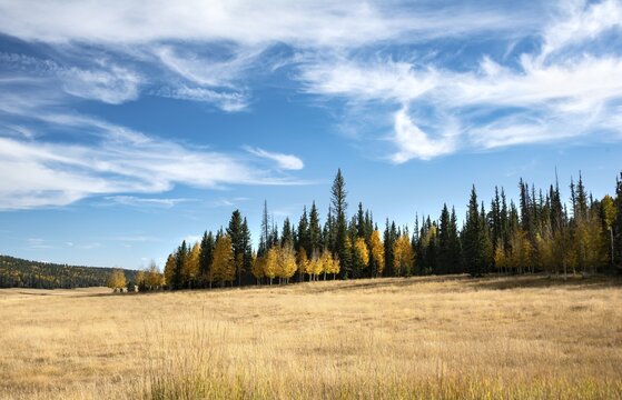 Autumnal colored aspen (Populus sp.) between Spruces (Picea), cloudy sky, North Rim, Grand Canyon National Park, Arizona, USA