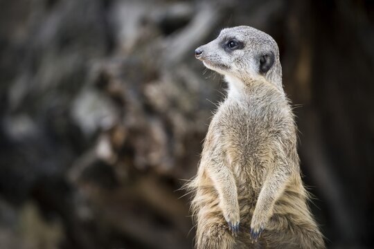 Meerkat (Suricata suricatta), captive