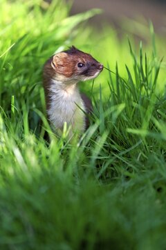 Ermine (Mustela erminea), adult, alert, Surrey, England, United Kingdom