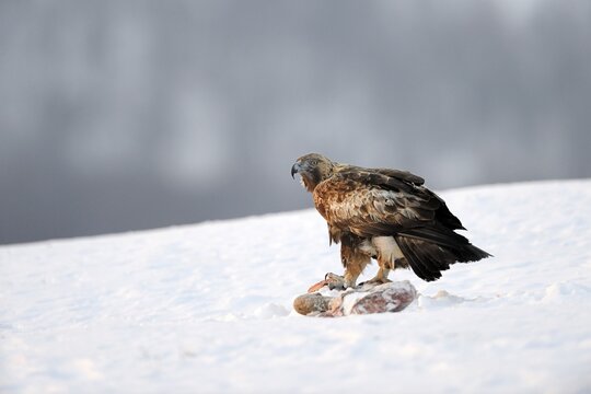 Golden Eagle (Aquila chrysaetos), sitting on its prey, Sinite Kamani Nature Park, Bulgaria, Europe