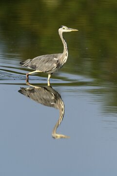 Grey Heron (Ardea cinerea), with its reflection in the water, Maschwanden, Canton of Zurich, Switzerland