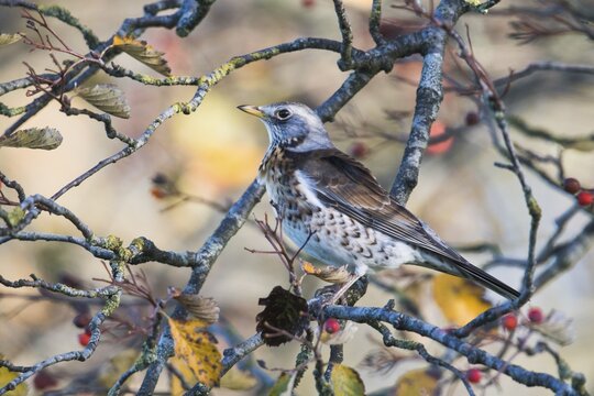 Fieldfares (Turdus pilaris) in dandalion meadow, Emsland, Lower Saxony, Germany
