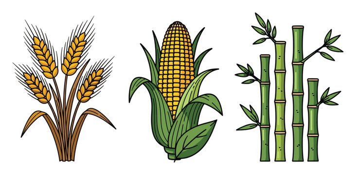 Wheat corn and bamboo plants representing sustainable agriculture and natural food sources for farming concepts