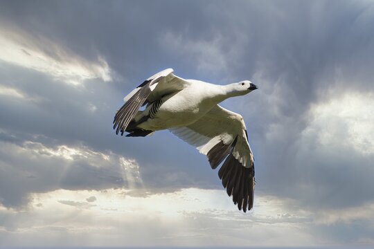 Male Upland Goose (Chloephaga picta) flying against the sky, Grave Cove, West Falkland Island, Falkland Islands, British Overseas Territory