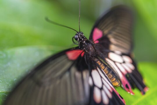 Great Mormon (Papilio memnon), butterfly house, botanical garden, Munich, Upper Bavaria, Bavaria, Germany