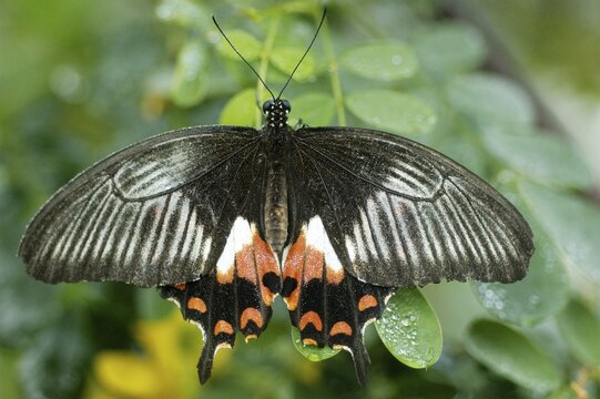 Swallowtail family, Papilio bianor, Papilionidae with spreading wings