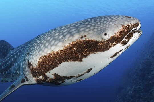 Whale shark (Rhincodon typus), in blue water, with heavy infestation of parasitic ruddy crayfish (Pandarus rhincodonicus), close-up, Pacific Ocean, Sulu Lake, Tubbataha Reef National Marine Park, Palawan Province, Philippines