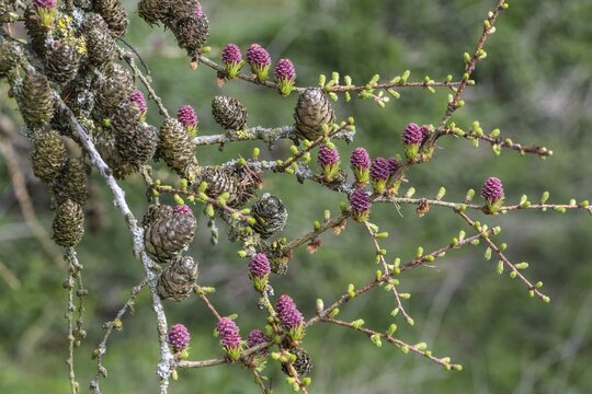 Larch (Larix decidua), blossoms, Emsland, Lower Saxony, Germany
