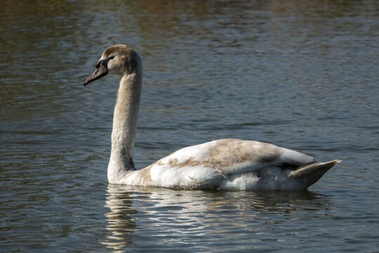 Swan, Mute Swan (Cygnus olor) swimming in the water, Baden-W&uuml;rttemberg, Germany