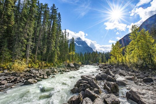 Wild river in Yoho Valley, Beautiful weather, sky with sun star, yellow colored trees in autumn, Rocky Mountains, Yoho National Park, Alberta Province, Canada